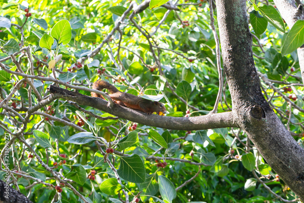 Squirrel on the tree , lay down and enjoy eating fruit. Squirrel on the tree , lay down and enjoy eating fruit.