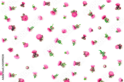Floral pattern made of pink thistle's flowers with thorns on white background. Flat lay, top view, isolated. Valentine's background