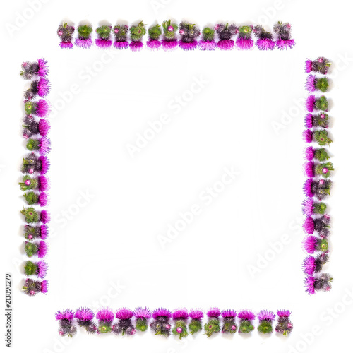 Flowers composition. Frame made of Thorns of Thistle with blooming pink flowers on white background. Flat lay; top view; copy space.