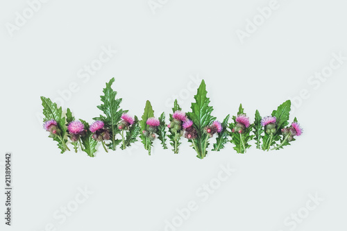 A row of green leaves and thorns of Thistle, blooming with delicate pink and crimson flowers. Flat lay, top view. Copy space. Toned..