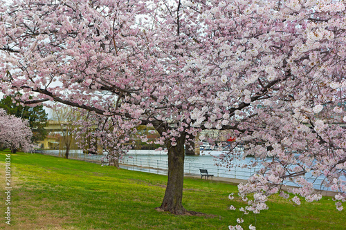 Blossoming cherry tree along the Potomac River in East Potomac Park. Bench under the tree facing the river in Washington DC, USA.