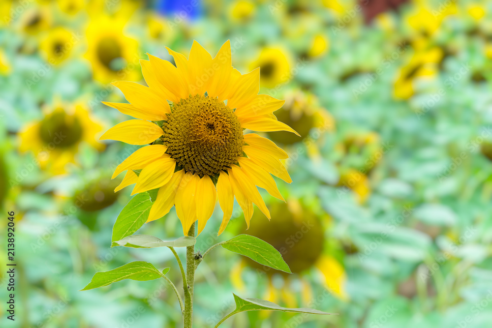 Sunflower field landscape