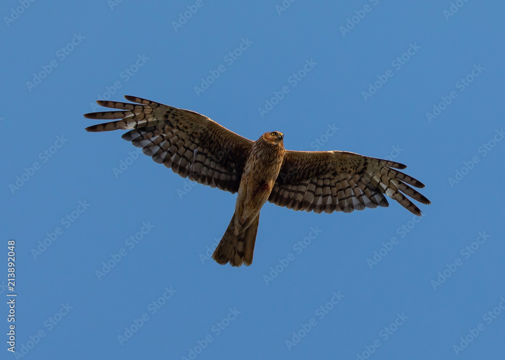 Fototapeta premium Extremely close view of a female Northern harrier in beautiful light, seen in the wild near the San Francisco Bay