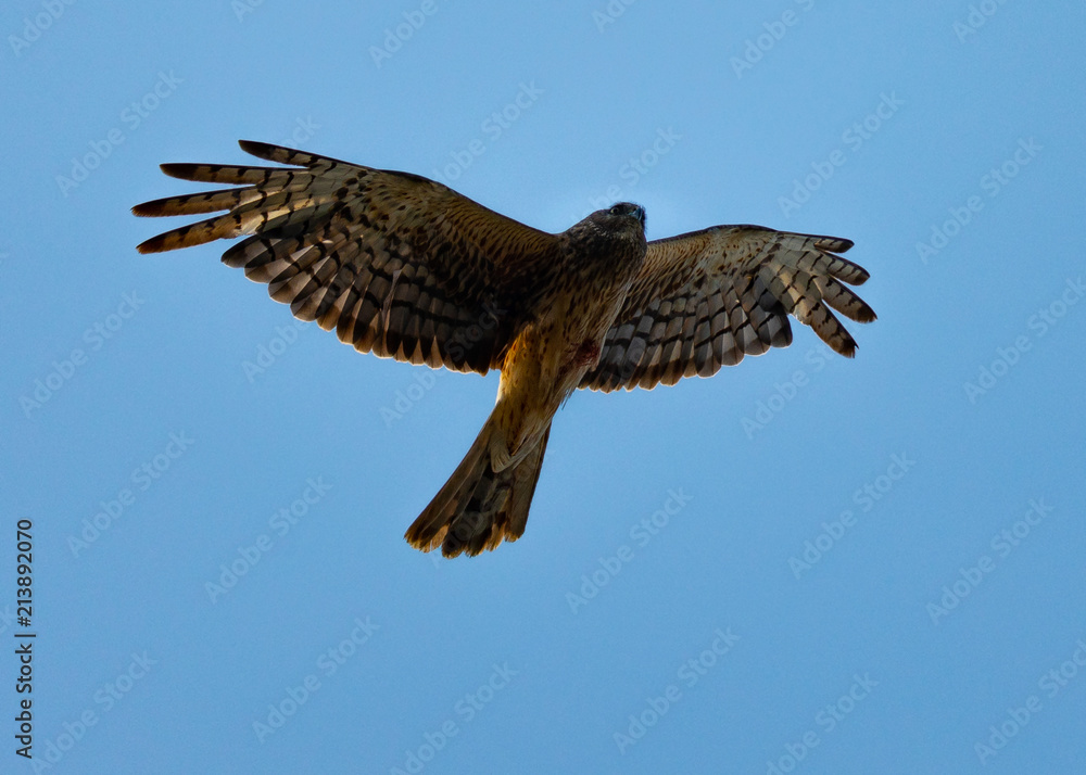 Obraz premium Extremely close view of a female Northern harrier in beautiful light, seen in the wild near the San Francisco Bay