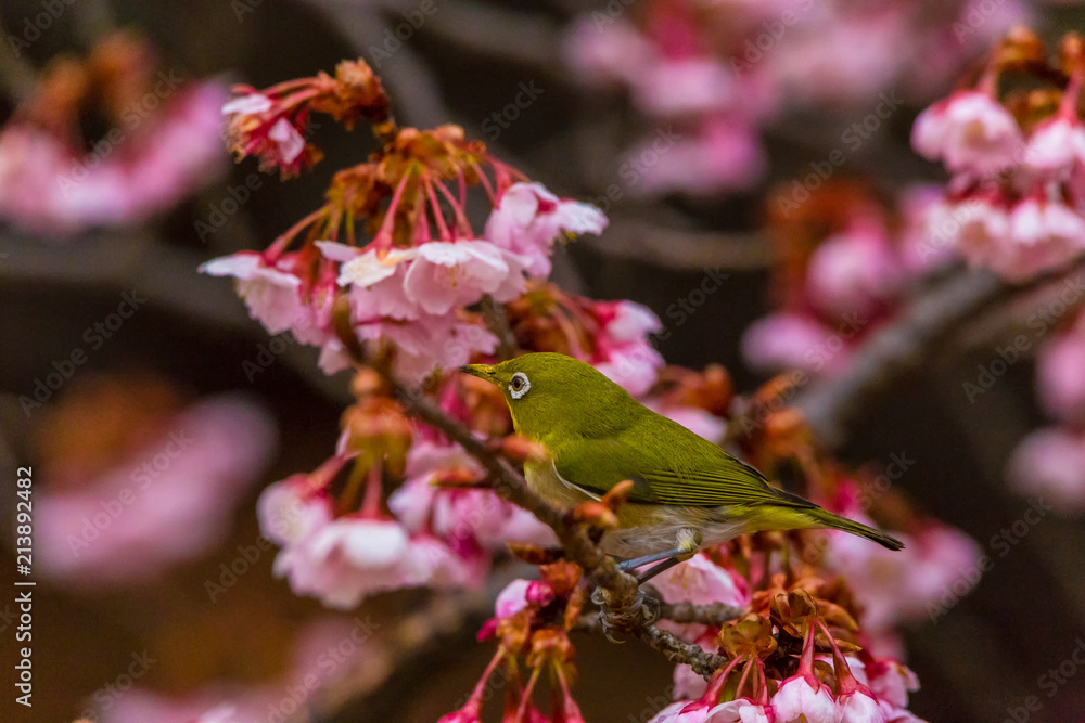 Obraz premium Japanese White-eye.The background is cherry blossoms(Japanese name is Kanzakura). Located in Tokyo Prefecture Japan.