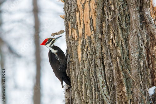 A Pileated Woodpecker pecks a tree