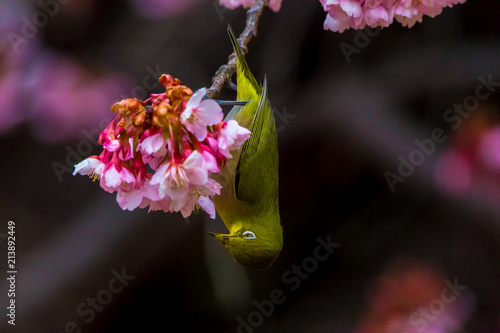 Japanese White-eye.The background is cherry blossoms(Japanese name is Kanzakura) at Tokyo Prefecture Japan.