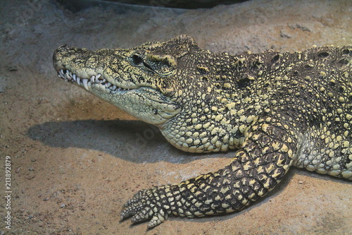 Closeup Crocodile