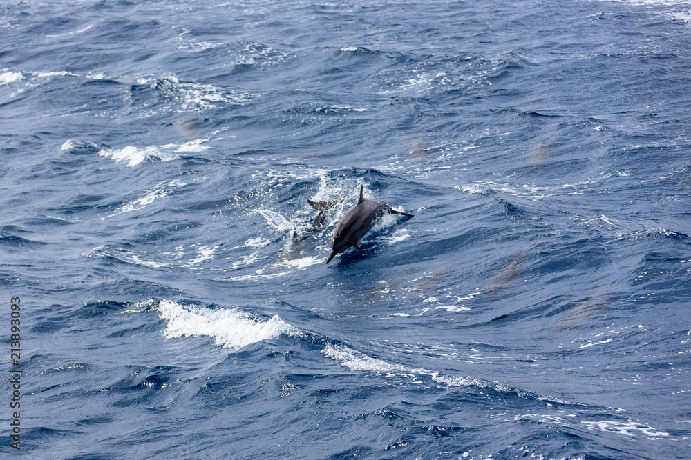 Fototapeta premium Dolphin Sea in Guam