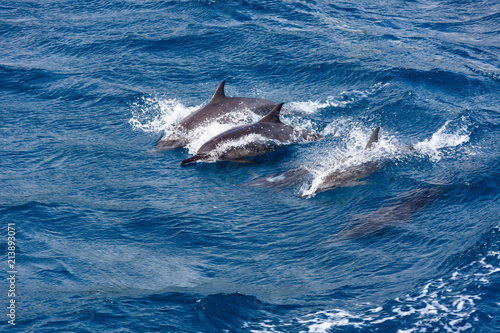 Dolphin Sea in Guam