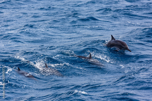 Dolphin Sea in Guam
