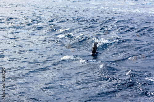 Dolphin Sea in Guam