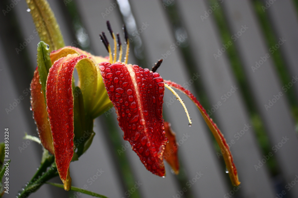 Hemerocallis on a striped background./Bright flower of a day lily in water drops against the background of a gray strip. Hemerocallis on a striped background./Bright flower of a day lily in water drops against the background of a gray strip.