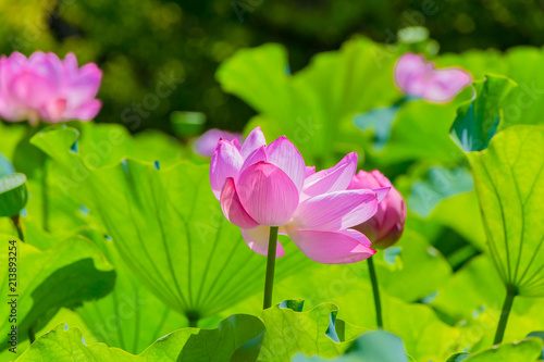 Lotus Flower.The back is the  lotus leaf and lotus flower and trees.Shooting location is Yokohama  Kanagawa Prefecture Japan.