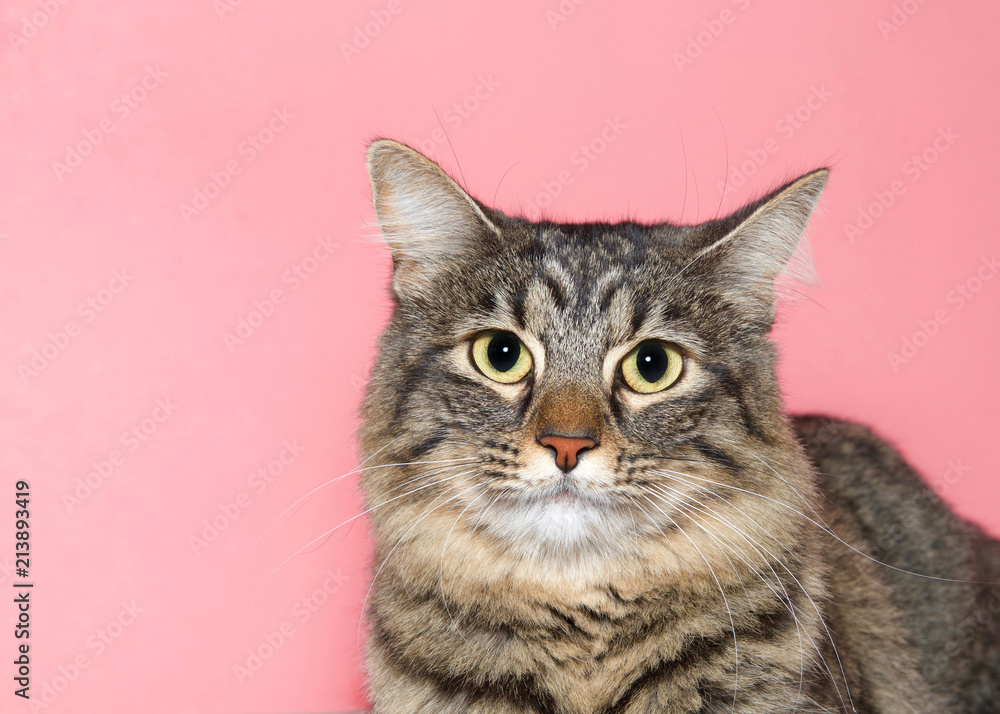 Close up portrait of an adorable brown and tan tabby cat, looking directly at viewer. Pink background with copy space.