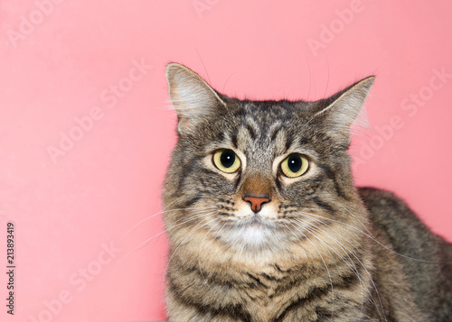 Close up portrait of an adorable brown and tan tabby cat, looking directly at viewer. Pink background with copy space.