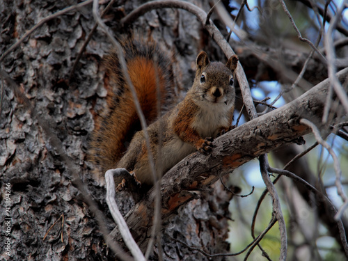 カナディアンロッキー