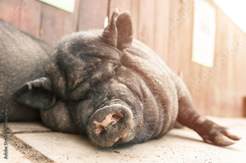 A very lazy, cute and beautiful Vietnamese pot-bellied pig took a nap on sunset. Close-up portrait