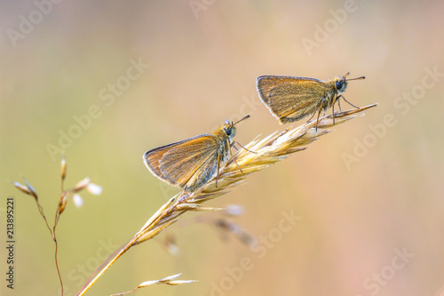 Couple of Essex skipper perched on grass