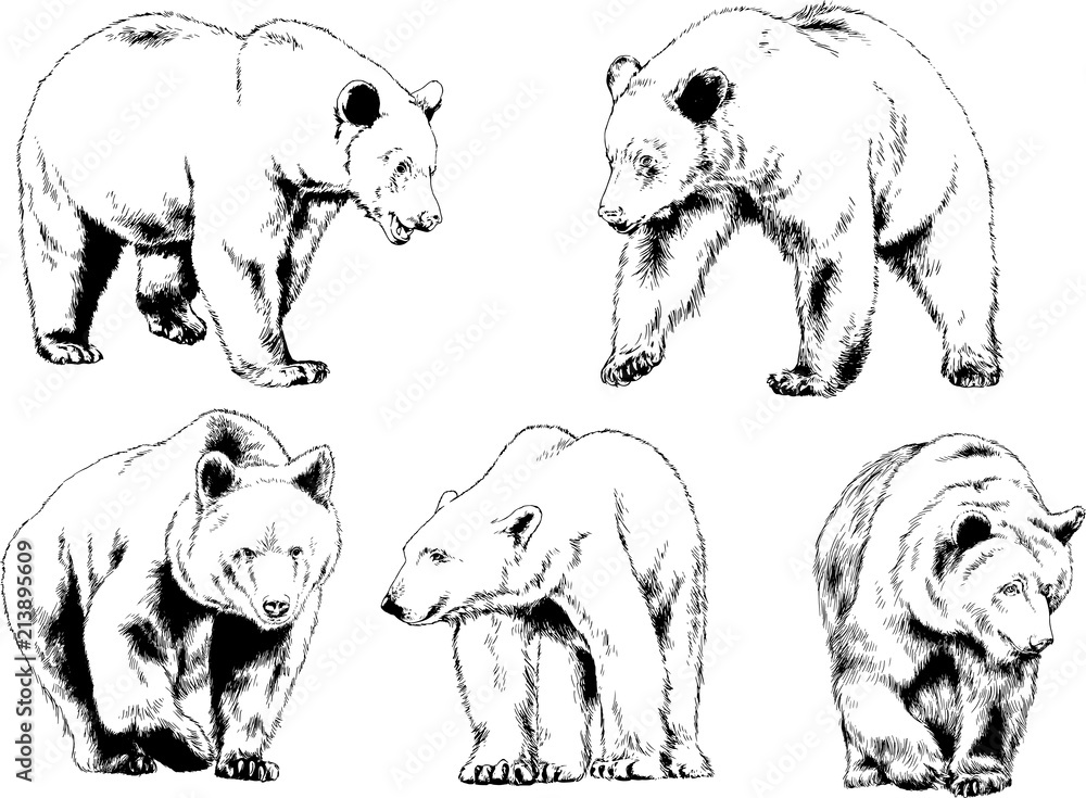Naklejka premium niedźwiedź narysowany tuszem z rąk logo tatuażu drapieżnika