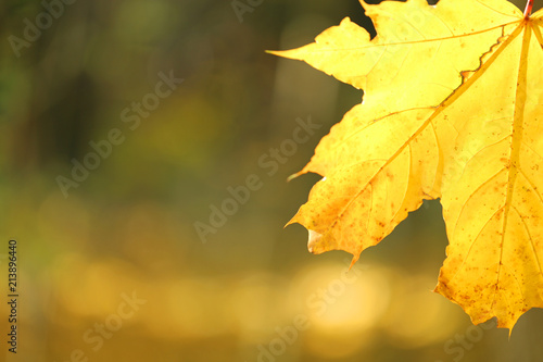 Autumn mood.yellow maple leaf on brown blurred background. Autumn season. Autumn time