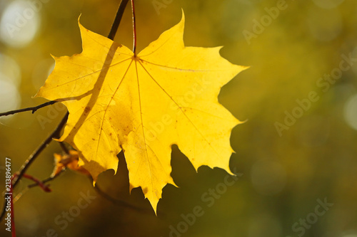 Autumn mood.yellow maple leaf close-up on brown blurred background. Autumn season. Autumn time