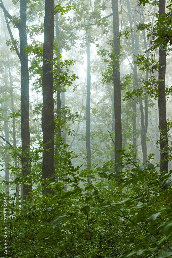 Fototapeta premium Morning in the woods. Fog morning in the woods_