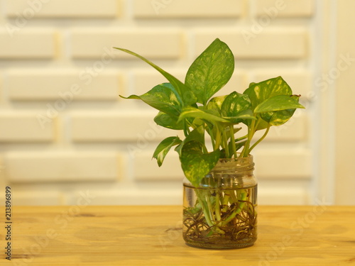 The Pothos with a Natural Light in the Morning Summer Day with White Brick wall background.