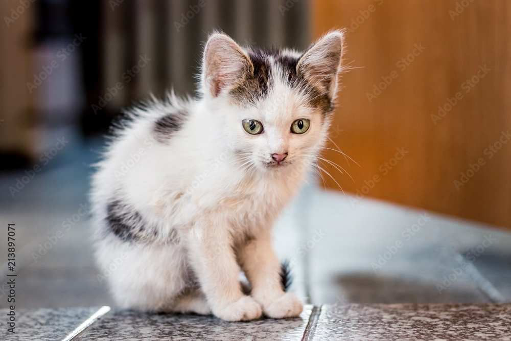 A white spotted kitty sitting on the floor in the room_