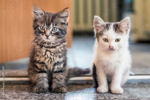 The two kittens sit on the floor in the room. White spotted and gray striped kittens are one by one. Kittens are friends_