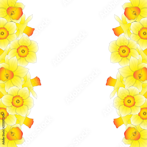 Fototapeta Naklejka Na Ścianę i Meble -  Yellow Daffodil - Narcissus Border on White Background.