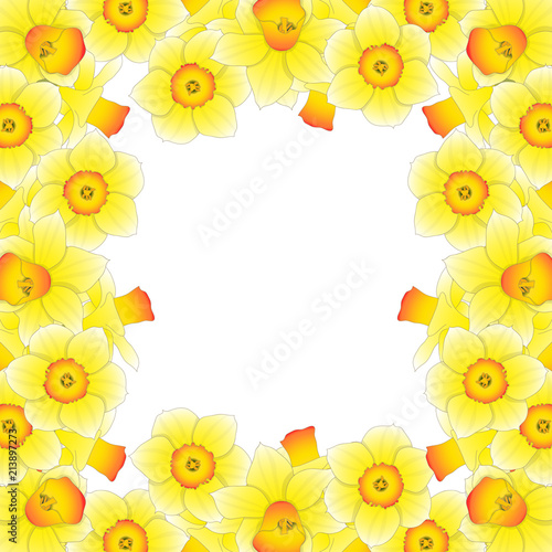 Fototapeta Naklejka Na Ścianę i Meble -  Yellow Daffodil - Narcissus Border on White Background.