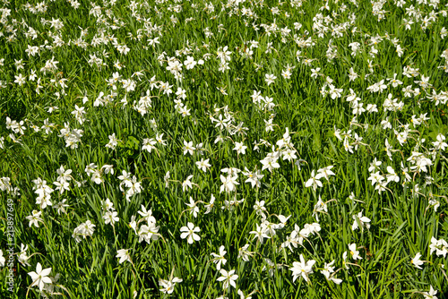 Blooming meadow of white narcissus in Slovenia