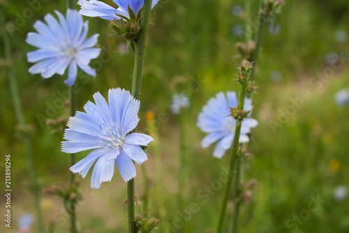 Close up chicory flowers