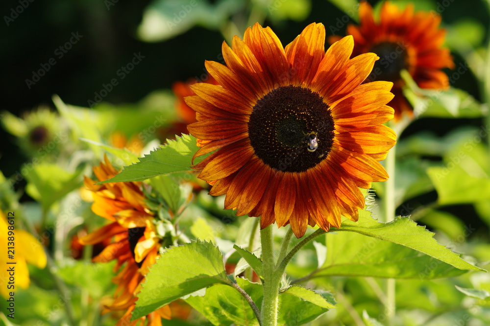 Beautiful sunflower - Helianthus - time sunflowers Beautiful sunflower - Helianthus - time sunflowers