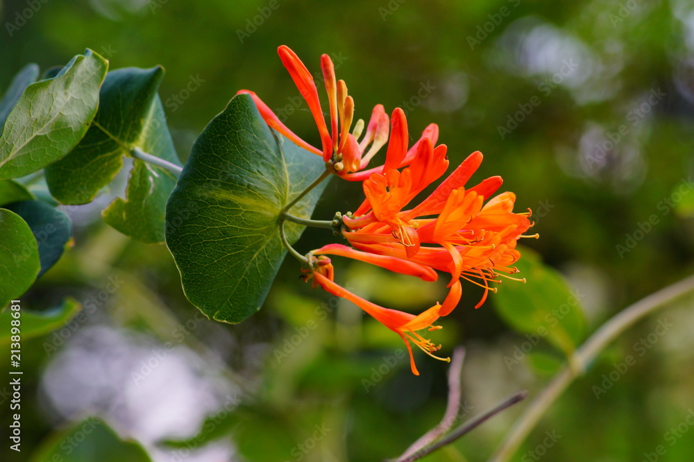 Flower honeysuckle (Lonicera caprifolium) Flower honeysuckle (Lonicera caprifolium)