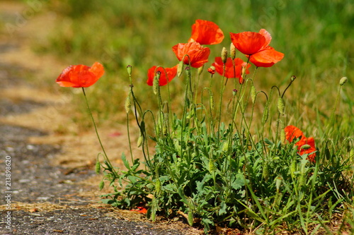 Fototapeta Naklejka Na Ścianę i Meble -  red poppy growing by the roadside
