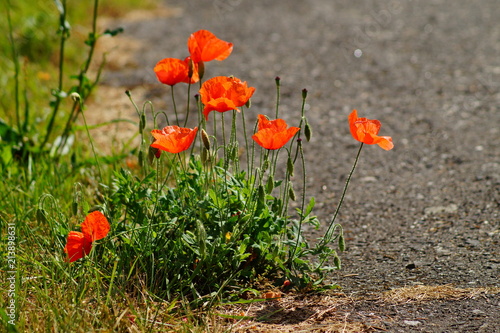Fototapeta Naklejka Na Ścianę i Meble -  red poppy growing by the roadside
