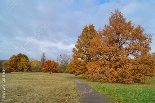 Beautiful autumn landscape - autumn great tree - golden autumn in park 