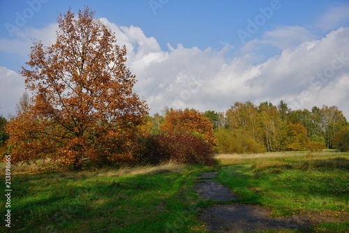 Beautiful autumn landscape - autumn great tree - golden autumn in park  