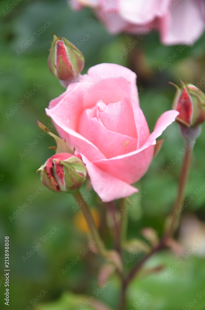 This cute valentine rose has three little bodyguards. Its royal pink contrasts beautifully with the blurred green leaves in the background; and the reddish appearance of the unopened rose buds. 