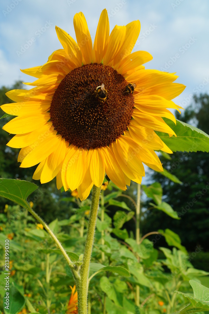 Fototapeta premium Piękny słonecznik - Helianthus - słoneczniki czasowe