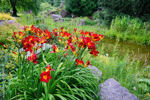 Fototapeta Naklejka Na Ścianę i Meble -  Flowering Day-lily flowers (Hemerocallis flower),  closeup in the sunny day. Hemerocallis fulva. The beauty of decorative flower in garden .Soft focus
