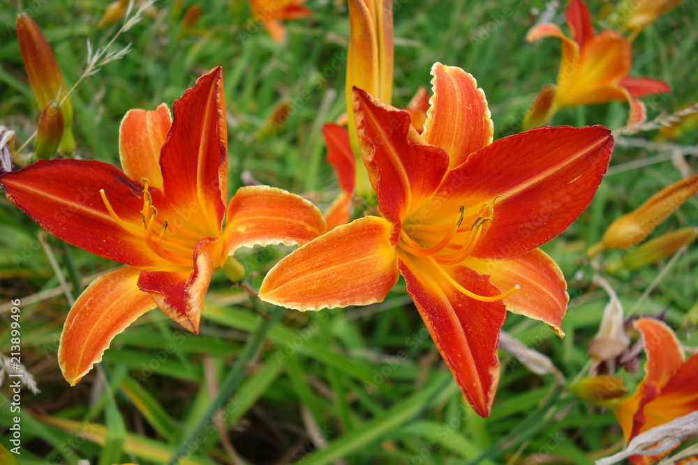 Flowering Day-lily flowers (Hemerocallis flower), closeup in the sunny day. Hemerocallis fulva. The beauty of decorative flower in garden .Soft focus
Flowering Day-lily flowers (Hemerocallis flower), closeup in the sunny day. Hemerocallis fulva. The beauty of decorative flower in garden .Soft focus