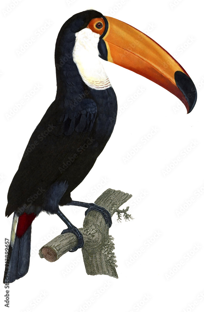 Naklejka premium Illustration of bird