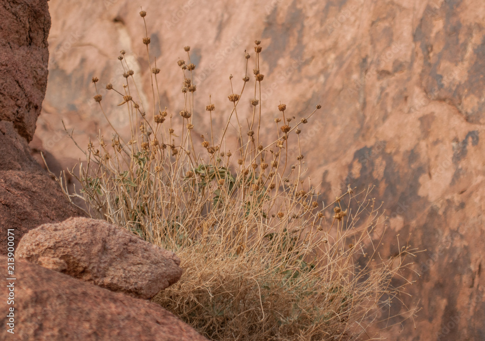 Dried grass bush in the desert Dried grass bush in the desert