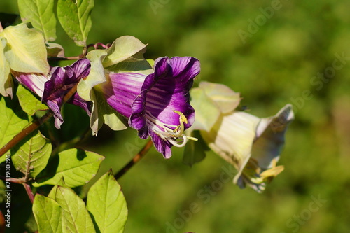Cobaea scandens in a Garden, (monastery bells, cathedral bells, cup-and-saucer wine).
 photo