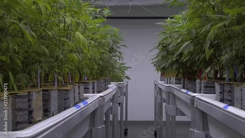 Cannabis Grow Operation Marijuana Plants