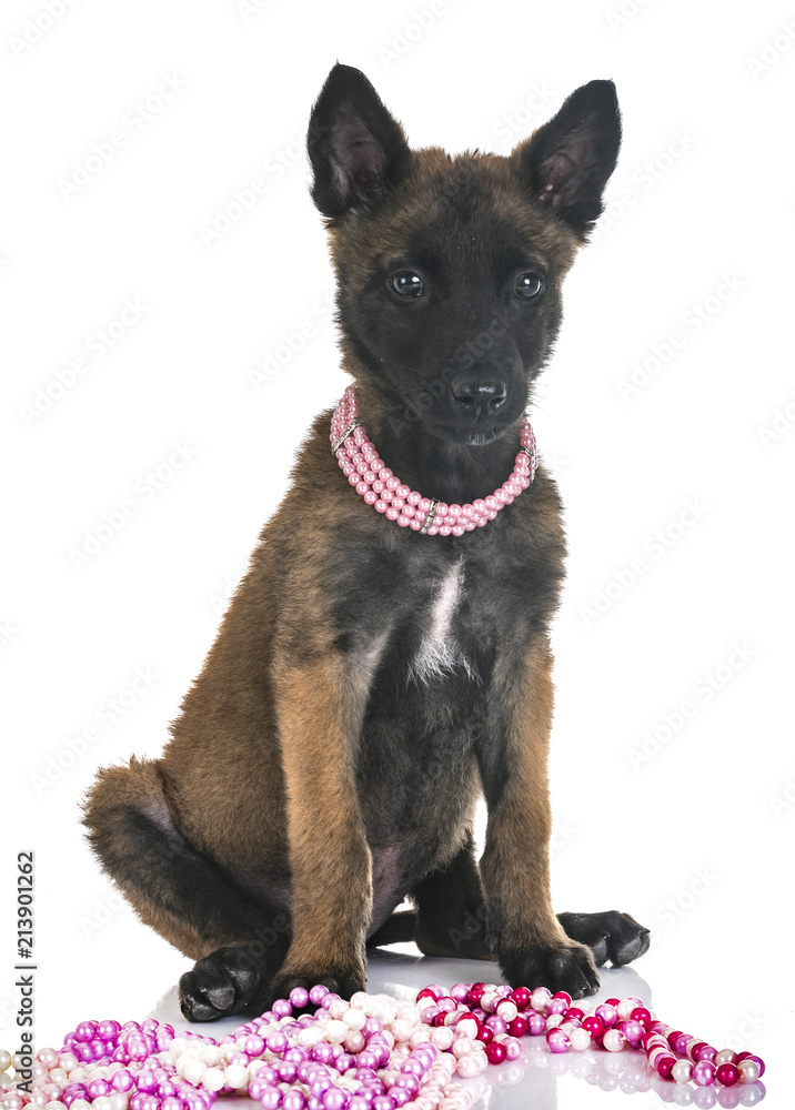 puppy belgian shepherd puppy belgian shepherd
