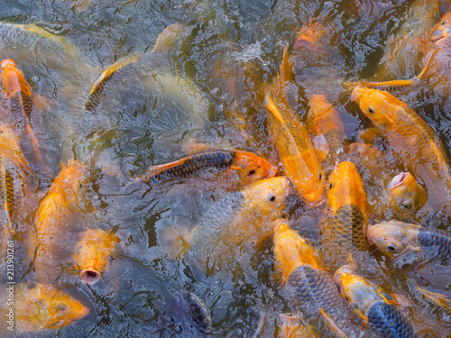 Tilapia and Carp fish swimming waiting for food in the pond.